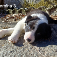 Cuccioli Border Collie