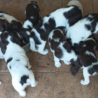 Springer Spaniel