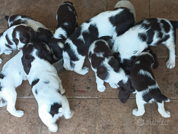 Springer Spaniel