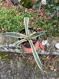 Aloe variegata