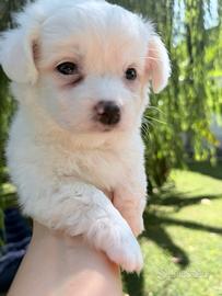 Maltese