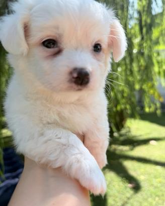 Maltese