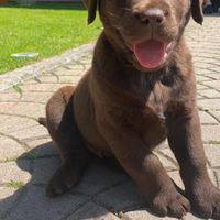 Cuccioli di Labrador Retriever