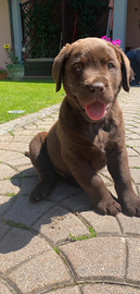 Cuccioli di Labrador Retriever