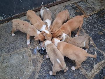 Cuccioli incrocio di pitbull