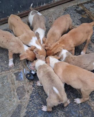 Cuccioli incrocio di pitbull