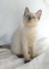 Gattina mix siamese/don sphynx( consegna)