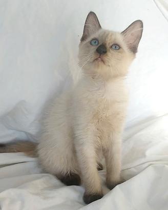 Gattina mix siamese/don sphynx( consegna)