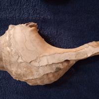 coppia di conchiglie secolari