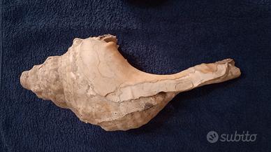 coppia di conchiglie secolari