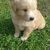 Cuccioli Golden /pastore australiano