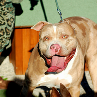 American bully taglia XL