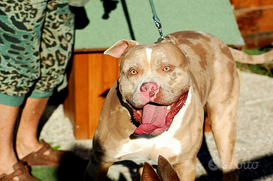 American bully taglia XL