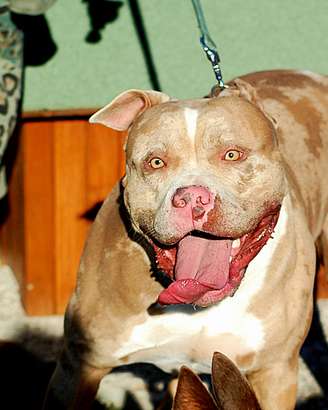 American bully taglia XL