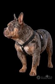American Bully Pocket x monta