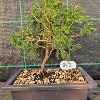 Bonsai di Ginepro Cinese Itogawa 313