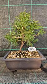 Bonsai di Ginepro Cinese Itogawa 313