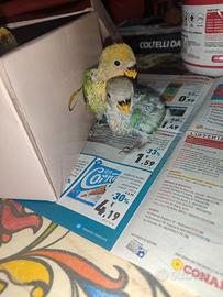 Pulli di inseparabili