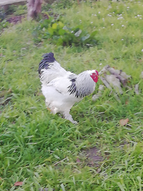 Gallo Brahma