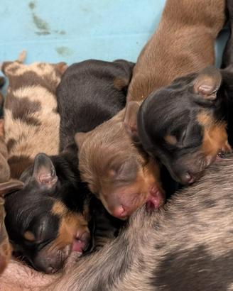 Cuccioli di Bassotto
