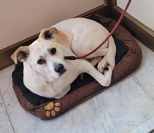 Cucciolo di breton spagnolo. Da caccia