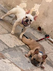 Bull dog francese 11 mesi