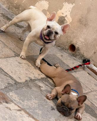 Bull dog francese 11 mesi