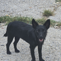 Xoloitzcuintle cane nudo messicano con pelo