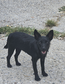 Xoloitzcuintle cane nudo messicano con pelo