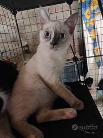 Dea gattina 3 mesi