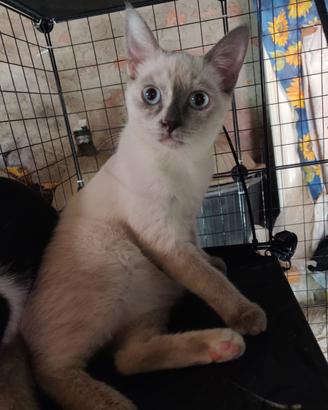 Dea gattina 3 mesi