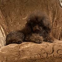 Barboncino Toy Femmina