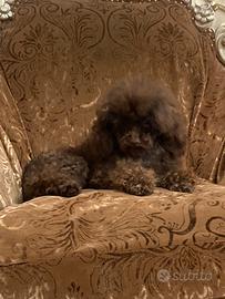 Barboncino Toy Femmina