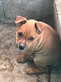 Cuccioli di amstaff