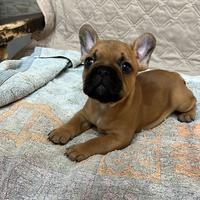 Bulldog francese