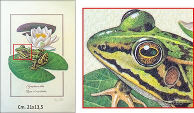 STAMPE di Franco Testa -Terra-Aria-Acqua-Fuoco