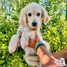 Cucciola di golden retriever
