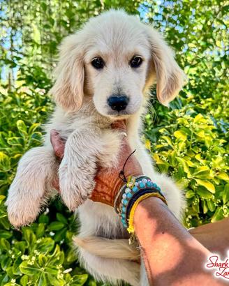 Cucciola di golden retriever