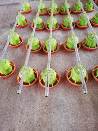 Mangiatoie polli, avicoli.