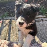 Border collie