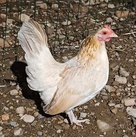 Serama europea (gallina)