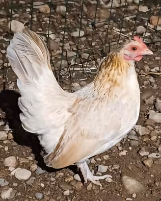 Serama europea (gallina)