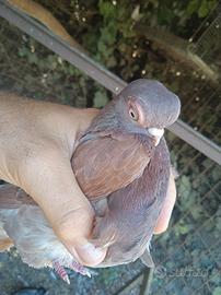 Colombi Ornamentali Capitombolanti di Praga