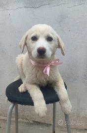 Dolce cucciola in adozione