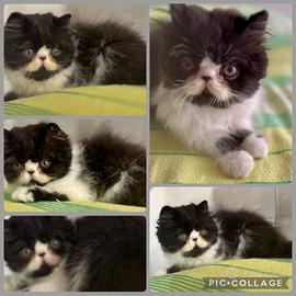 Cucciolo di gatto persiano