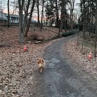 Pensione casalinga cani