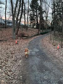 Pensione casalinga cani