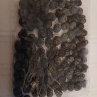 TRACHYCARPUS FORTUNEI PALMA CINESE 30 SEMI freschi