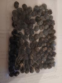 TRACHYCARPUS FORTUNEI PALMA CINESE 30 SEMI freschi