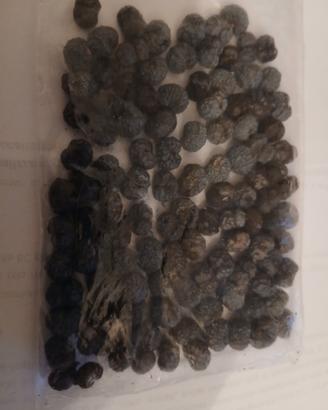 TRACHYCARPUS FORTUNEI PALMA CINESE 30 SEMI freschi